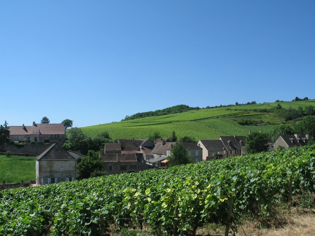 Burgundy France vineyard